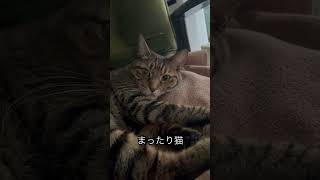 珍しく適度な距離感#猫 #野良猫から家猫へ #猫のいる暮らし #近距離ねこ #こんぱち