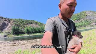 騎行去新疆，來到秦嶺帶著狗子遊山玩水，毒蛇太多露營地不好找 #一人一車一狗