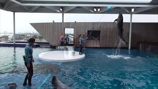 スーパースローモーション！うみがたりドルフィン🐬パフォーマンスの練習・上越市水族館うみがたり（2019.6.19）