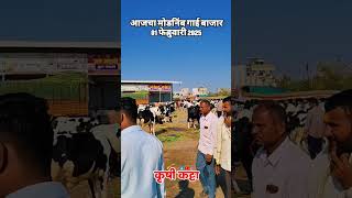 आजचा मोडनिंब 🐄 बाजार 01 फेब्रुवारी 2025 #dairy_farm #sangola_bazar#cow #modnimb #cow #bazar