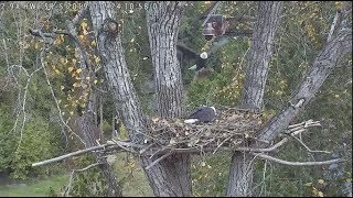 Sur Brings Fluff to Surrey Reserve Nest