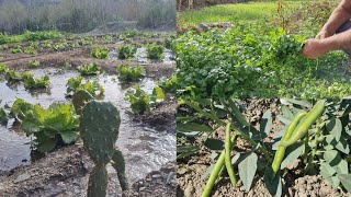 أجيو تشوف الحياة اليومية الفلاحين في أيت وياغر ومناظر رائعة ..نواحي الحسيمة