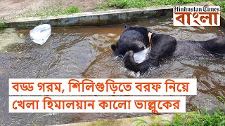 বড্ড গরম, শিলিগুড়িতে বরফ নিয়ে খেলা হিমালয়ান কালো ভাল্লুকের