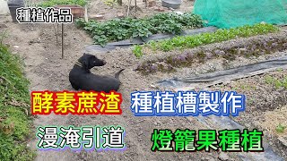 [種植作品]10_5 酵素蔗渣利用 製作種植槽 百香果成效轉移至燈籠果(黃金莓)...