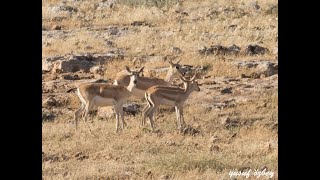 Goitered gazelle / Gazella subgutturosa ( Urfa Ceylanı )