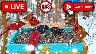 🔴 LIVE 4K Bird Feeder Cam | ❄️SNOWING in Nashville - Watch AD-Free📺