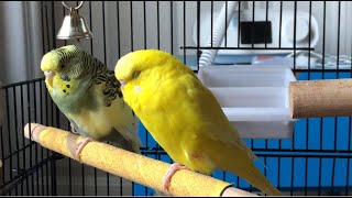 ENG) My Parakeets (Budgies) Sleep at the same time Every Night! 