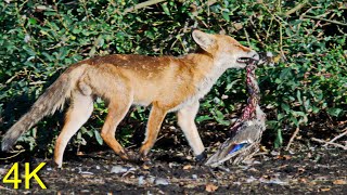 Fuchs im Sommer/ Winter auf der Nahrungssuche -- Fox in Winter/ Summer searching for Food