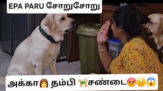 EPA PARU சோறு சோறு🥘😡FOODEE BOY...ATROCITIES😱🤣😂THAPPU NU KETA...KADIKURAN😤#labradorlovers #doglover