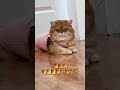 元宝：我最听话了！ #话痨猫#我的大脸猫 #奶凶奶凶的