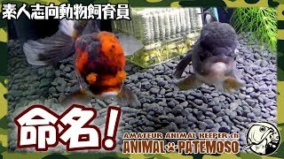 【命名】オランダ獅子頭の飼育2週間経過で驚きの変化!【アクアリウム】【金魚】