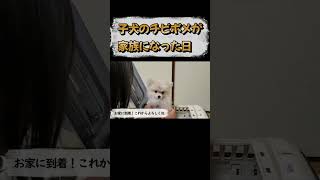 一目惚れした子犬を家族に迎えた日 #shorts