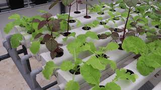 A beautiful terrace garden in Kochi setup with Hydroponics farming model