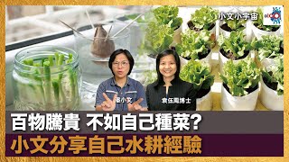 百物騰貴 不如自己種菜? 小文分享自己水耕經驗｜小文小宇宙｜潘小文、袁伍鳳博士 (殯葬專家)