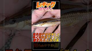 山奥の川で大きなムギツクが捕れました！#生き物 #飼育 #水槽 #ガサガサ #淡水魚 #ムギツク