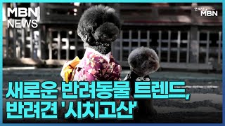 [굿모닝월드]새로운 반려동물 트렌드, 반려견 '시치고산' [굿모닝 MBN]