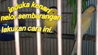 CARA MENGATASI INDUKAN KENARI YANG NELOR SEMBARANGAN.!!!!