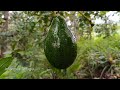 అవకాడో ఉపయోగాలు పెంపకం telugu avocado farming in telugu informer telugu trending viral video