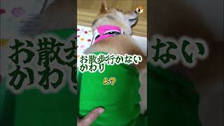 【柴犬】お家で張り切りすぎたシバ犬　アフレコ　#shorts