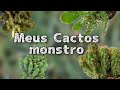 Cactos monstro, com identificação 🌵😉✅ #cactus #id #information #comment #viral #videos #youtubevideo