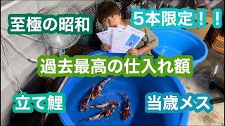 【遼河鯉庵】昭和の老舗「野上養鯉場」の最強立て鯉を限定5本で販売します！