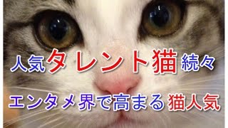 マイ ムービー wlmp　人気タレント猫が続々登場エンタメ界で高まる猫人気