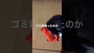 猫のいる家庭はフタ付きのゴミ箱を買おう！