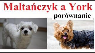 Maltańczyk a York - porównanie psów