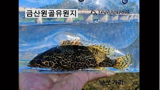 금산원골유원지 낮쏘가리를 만나다