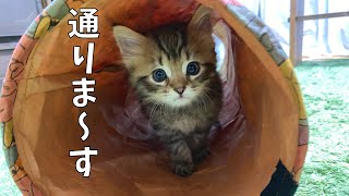 トンネルのおもちゃで遊ぶ子猫達を眺めよう【サイベリアン・多頭飼い】