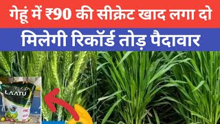 गेहूं में Npk 0 52 34 कब डालना चाहिए 95% लोग नहीं जानते ।। gehu me Npk 0 52 34 ke fayde