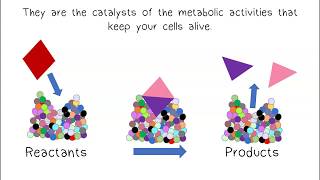 Metabolism \u0026 Enzymes