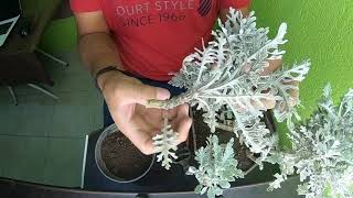 REPRODUCE TU DUSTY MILLER O CENIZO