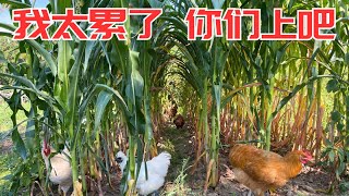 菜园太大了，清理起来费劲，剩下的就交给你们了 | 我是如何靠鸡鸭鹅来清理菜园的
