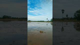 ទេសភាពស្រុកស្រែ♻️⛈️💦💙 / #music #relaxingmusic #nature #love #cambodia #bass #angkorwatcambodia