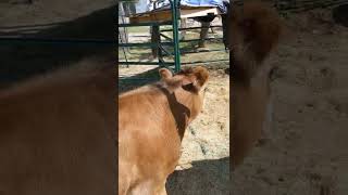 Cecil, the miniature Jersey, comes running for his cow chow.