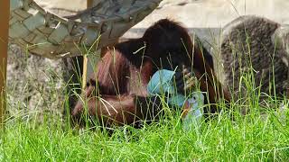 チャッピーさんアピちゃんのキーパーズトーク🍎🍊🍅 多摩動物公園オランウータン