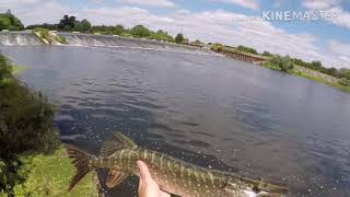 Pike fishing struggles! Rapala Jointed Shallow Shad Rap!