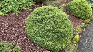 Picea abies 'Little Gem' Dwarf Norway Spruce  January 31, 2020