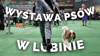 IX MIĘDZYNARODOWA WYSTAWA PSÓW RASOWYCH W LUBINIE część 2 | KAPI THE CAVALIER