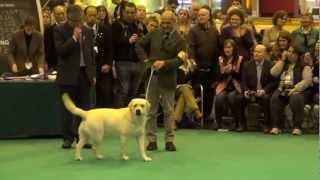 Crufts 2013 Labrador Best of Breed - Loch Mor Romeo