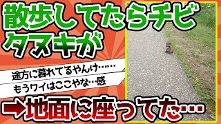 【2ch動物スレ】散歩してたらタヌキの赤ちゃんが地面に座ってた…