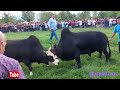 گاو بازی_شمال_گیلان_مازندران_ورزا جنگ_ animal tranding bull ورزا جنگی