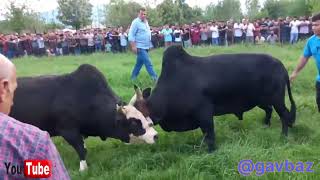 گاو بازی_شمال_گیلان_مازندران_ورزا جنگ_#animal  #tranding  #bull  ورزا جنگی