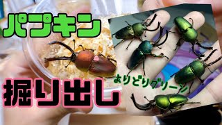 【掘り出し】男だらけのパプアキンイロクワガタ掘り♂