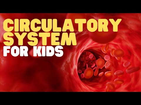 Which two body systems work together to produce and transport blood cells?