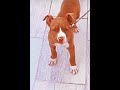 yavru pitbull 2 snapcimbox