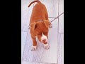 yavru pitbull 2 snapcimbox