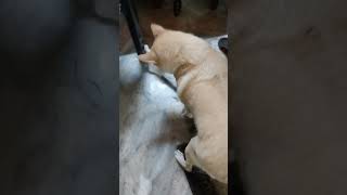 ഒരടിപിടി 🤣😂#cat#dog#utubeshort 😍