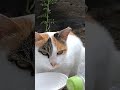 城ヶ島岩場湊屋前〜美味しそうにミルクを飲む三毛猫ちゃん =^・^=